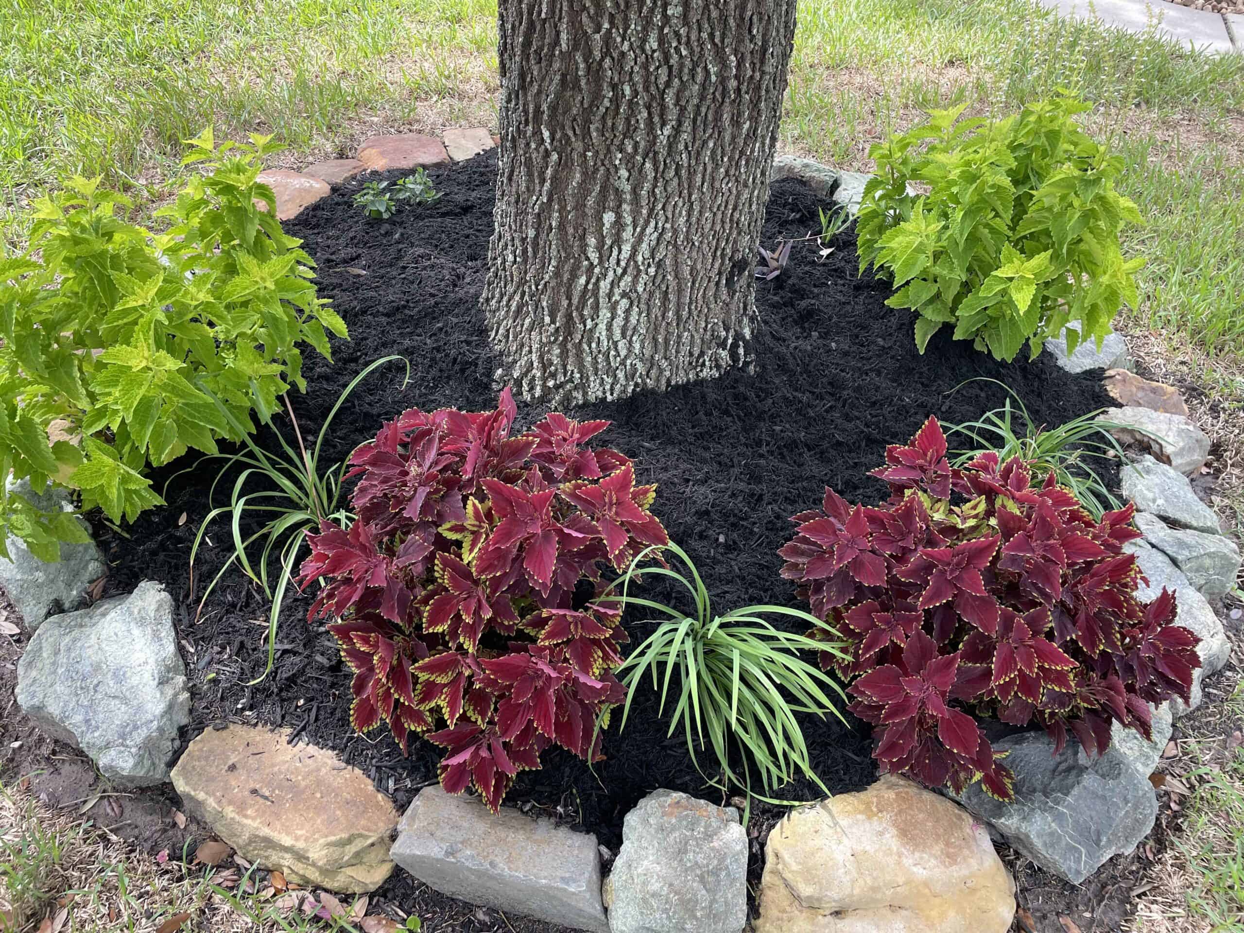 Mulched flower bed circles a tree with red and green coleus, monkey grass, and a stone border in a grassy yard