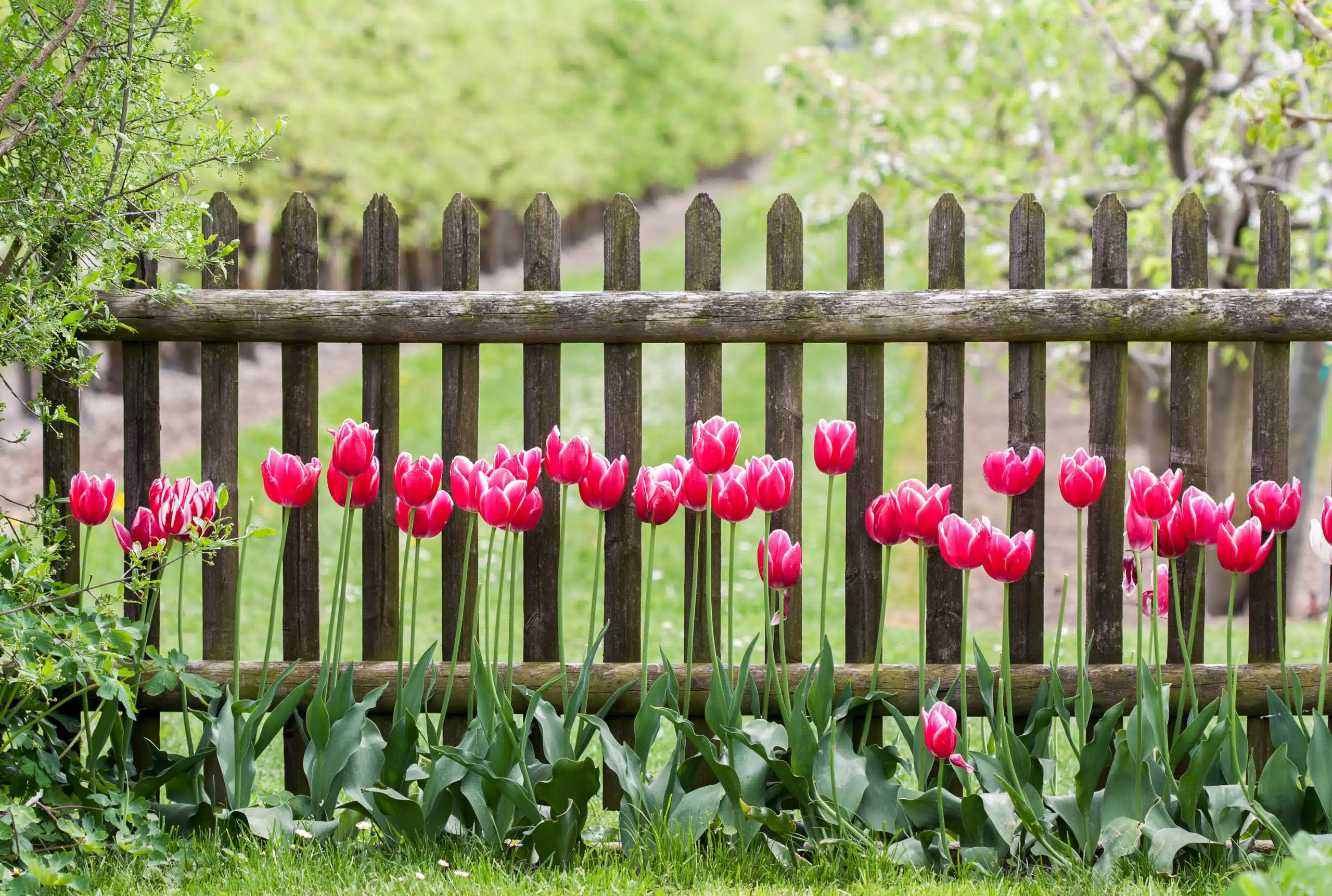 Bright red tulips bloom along rustic wooden picket fence in lush green garden during spring, adding color to the natural landscape.